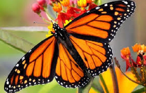 MARIPOSA